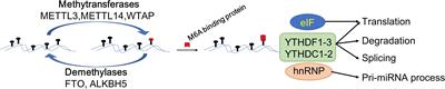 Regulation of N6-Methyladenosine in the Differentiation of Cancer Stem Cells and Their Fate